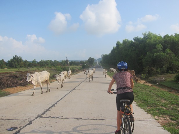 Cycle tour cow crossings